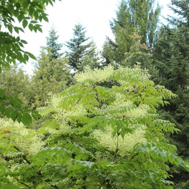 aralia-elata (1)
